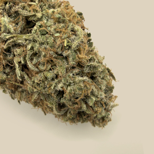 Fleurs de CBD Lemon Diesel CBD bio