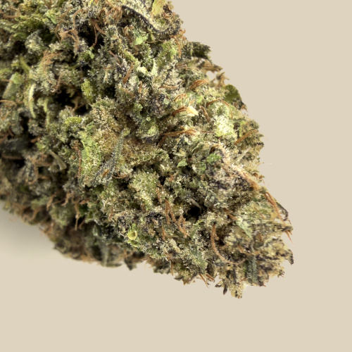 Fleur CBD Tropical Dream Bio Premium