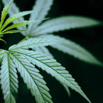 Quel CBD Choisir ? Guide Complet pour Trouver le Meilleur Produit CBD