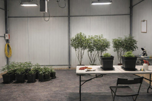 Le Métier de Breeder CBD : Au Cœur de la Création des Variétés de Cannabis Légal