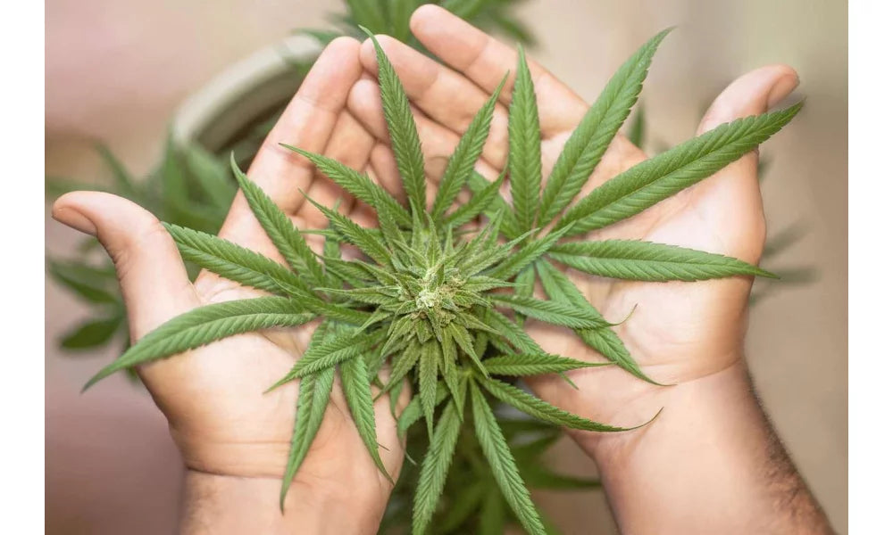 CBG : la cellule souche des cannabinoïdes à découvrir