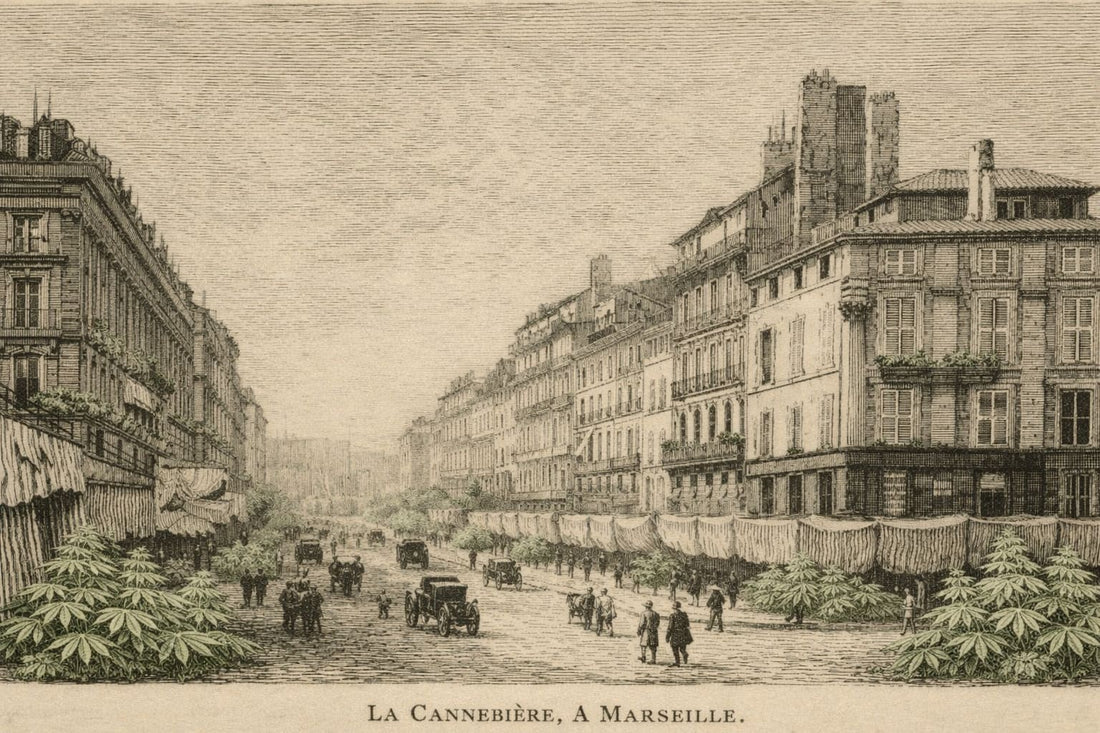 De la Canebière à Canebiera : La véritable histoire de l'or vert de Marseille
