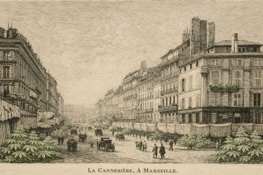 De la Canebière à Canebiera : La véritable histoire de l'or vert de Marseille