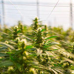 THC et CBD : les différences