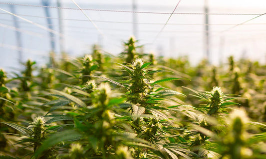 THC et CBD : les différences