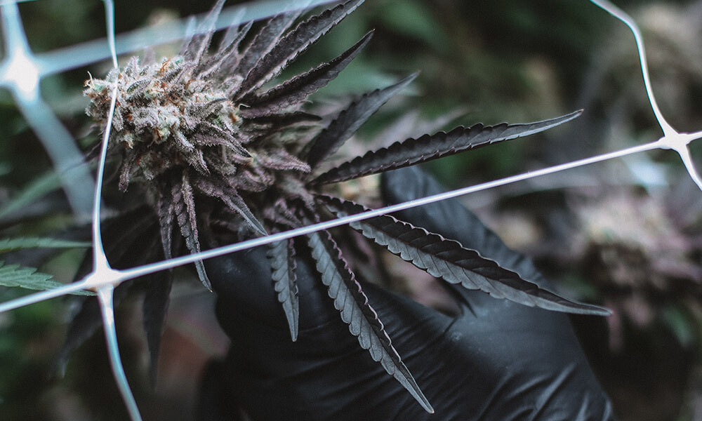 Achat CBD : les bonnes pratiques au moment d’acheter