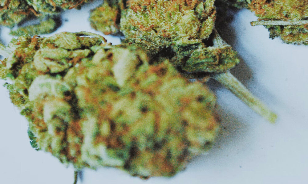 La limite en THC pourrait augmenter à 0,3% en Europe