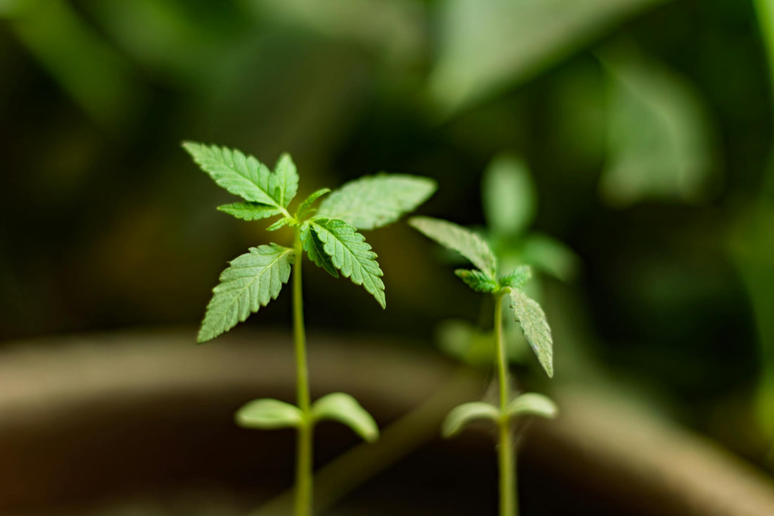 Culture du chanvre CBD : différences entre l’indoor, l’outdoor et la greenhouse