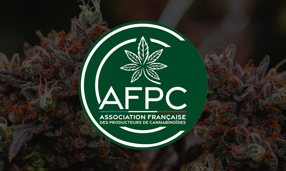 Cannabis : L’AFPC interpelle le gouvernement pour une augmentation du taux limite de THC dans la culture du chanvre