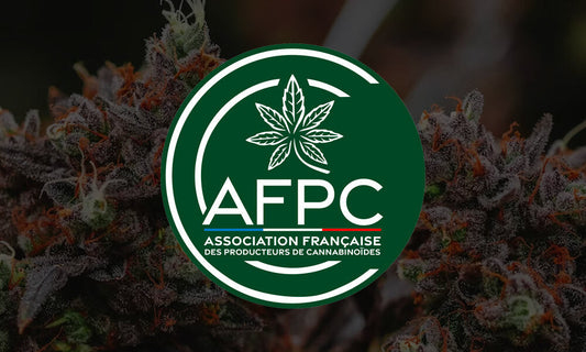Cannabis : L’AFPC interpelle le gouvernement pour une augmentation du taux limite de THC dans la culture du chanvre