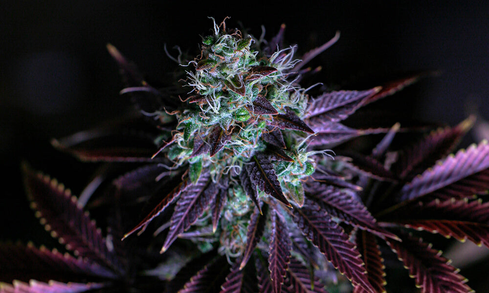 Cannabis : CBD Sativa et Indica, comment les différencier ?