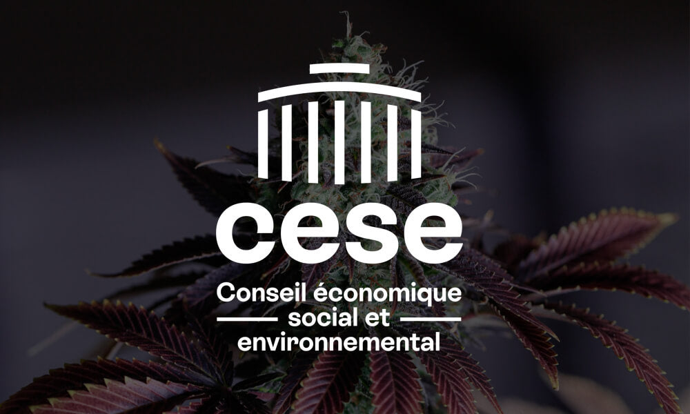 Cannabis : Le CESE préconise la légalisation en France