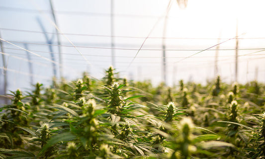 Le cannabis thérapeutique en France