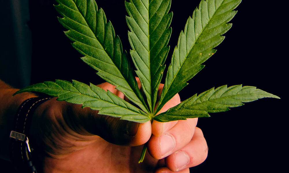 Le CBD est-il légal en France ?
