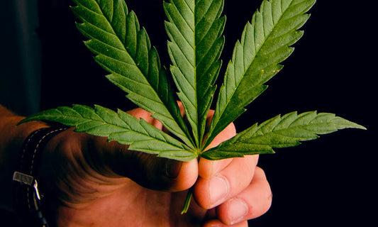 Le CBD est-il légal en France ?