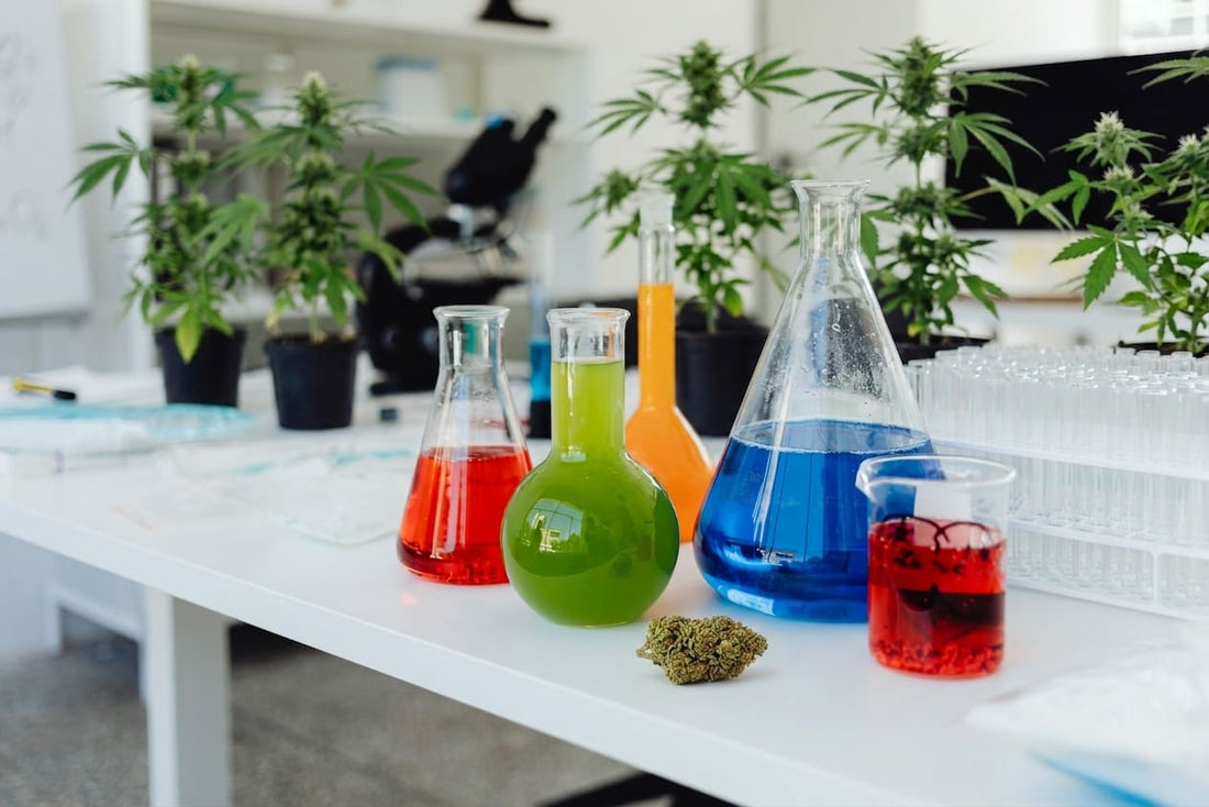 Le CBD peut-il soigner des maladies ?