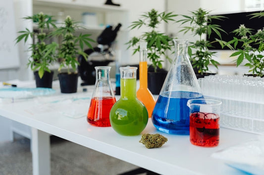 Le CBD peut-il soigner des maladies ?