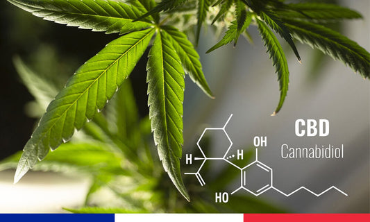 Fleurs de CBD : Savez-vous ce que vous consommez en France ?