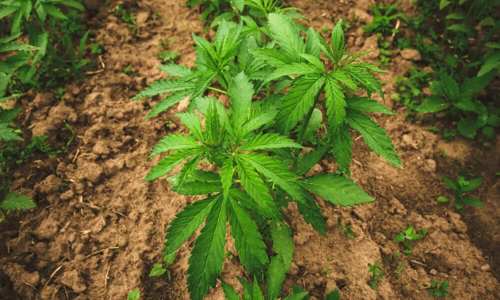 Qui peut cultiver du CBD en France ? Cadre légal et conditions obligatoires