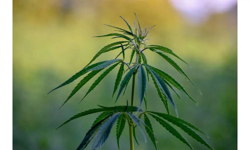 Le cbd et le sport : comment les athlètes intègrent le cannabidiol dans leur routine de récupération