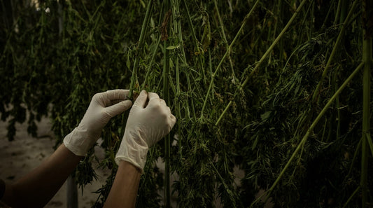 Pourquoi et comment sécher ses fleurs de CBD ? Le guide complet post-récolte