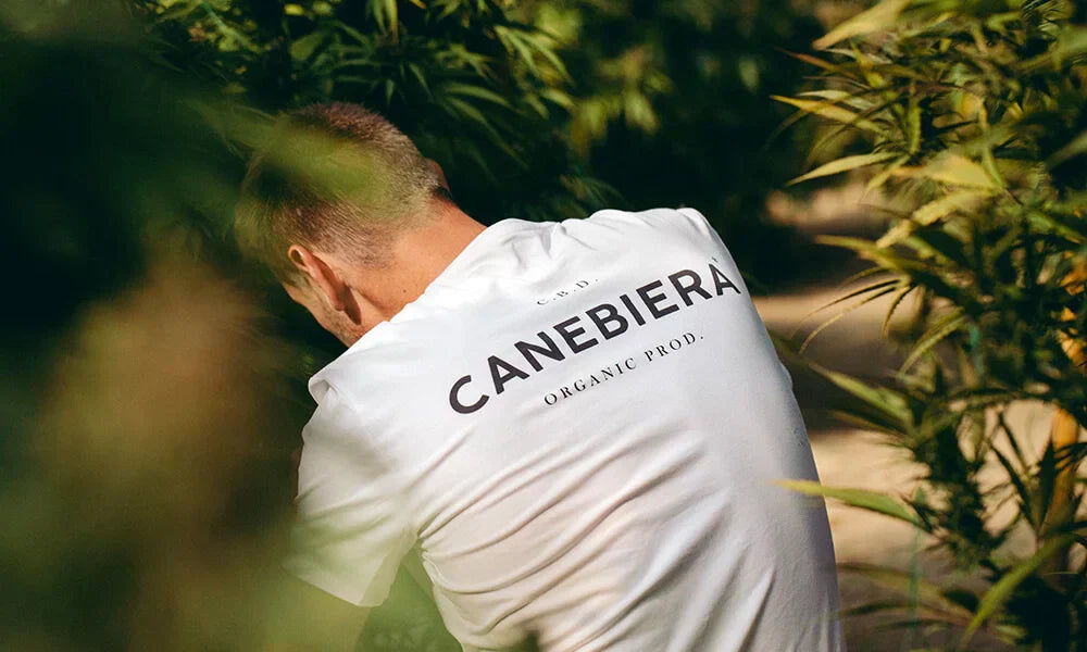 Quels sont les effets du CBD ?