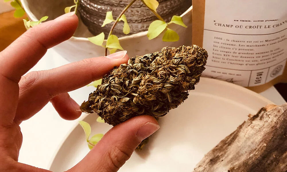 Comment Bien Choisir son CBD : Fleurs, Résines et Critères de Qualité