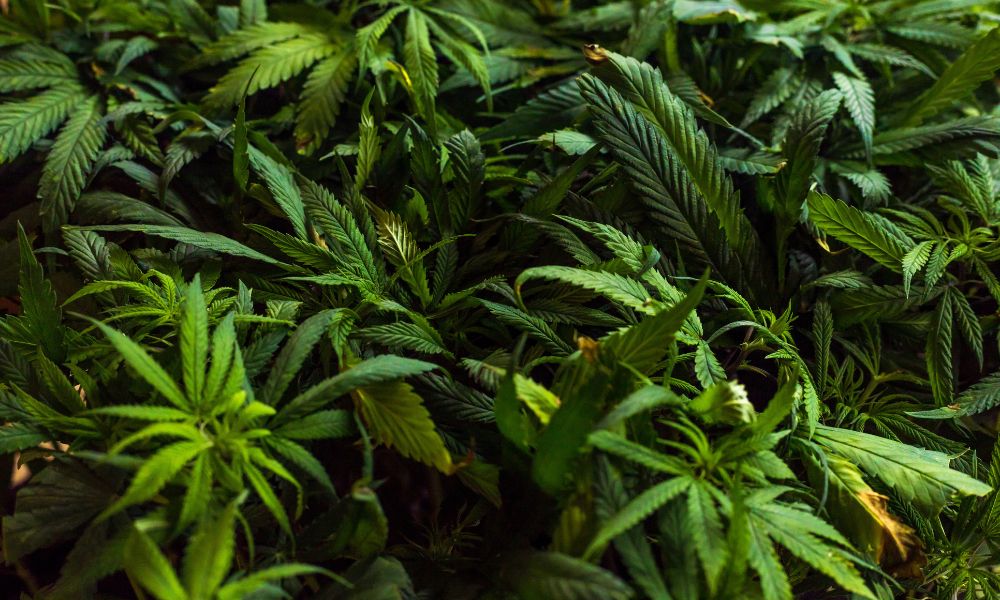 Récolter le Cannabis CBD le Matin ou le Soir : Quel Est le Moment Idéal ?