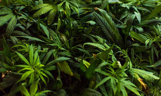 Récolter le Cannabis CBD le Matin ou le Soir : Quel Est le Moment Idéal ?
