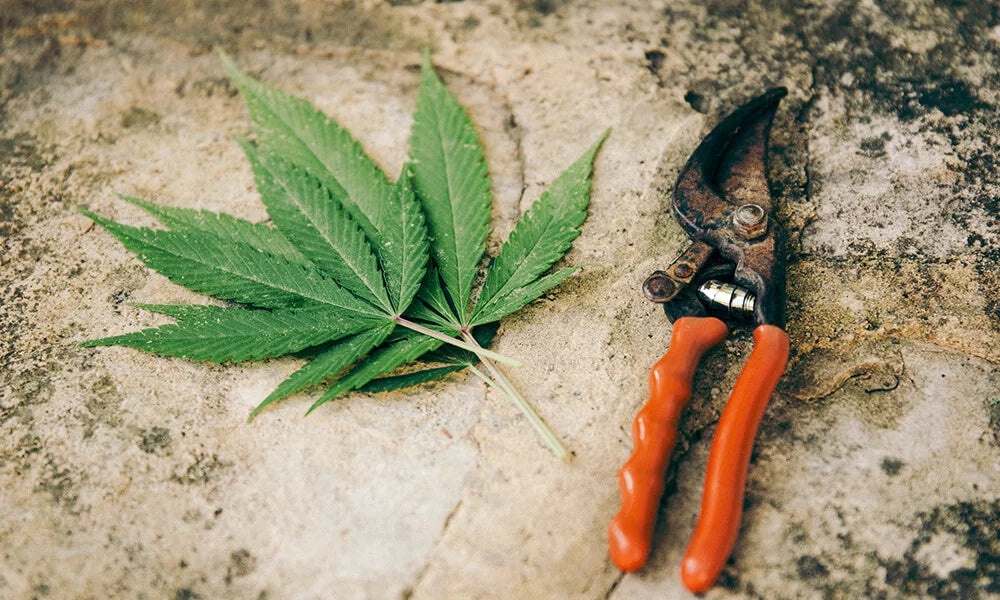 Quelle est la différence entre le cannabis indica et sativa ?