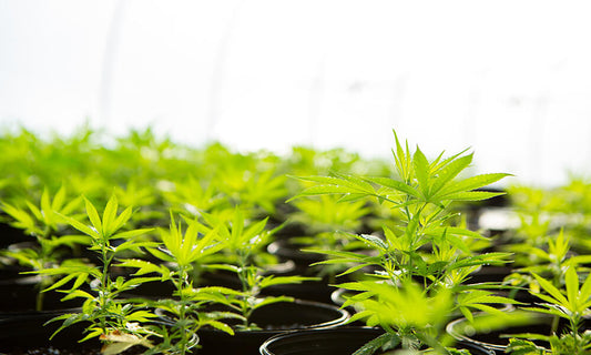 Légalisation du cannabis : 80,8% des citoyens consultés répondent favorablement