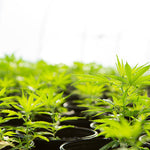 Le CBD c’est quoi ?