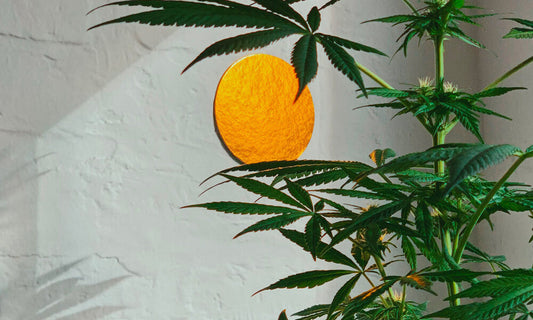 Les opioïdes délaissés au bénéfice du cannabis ?