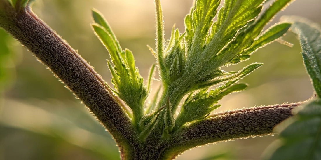Vue macro des tiges et des trichomes illustrant l'action des phytohormones du cannabis