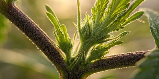 Vue macro des tiges et des trichomes illustrant l'action des phytohormones du cannabis