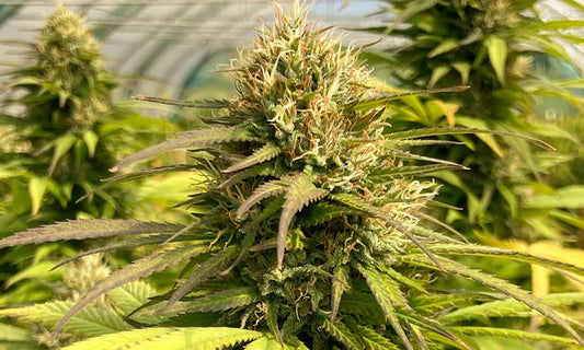 Quel CBD choisir quand on débute ?