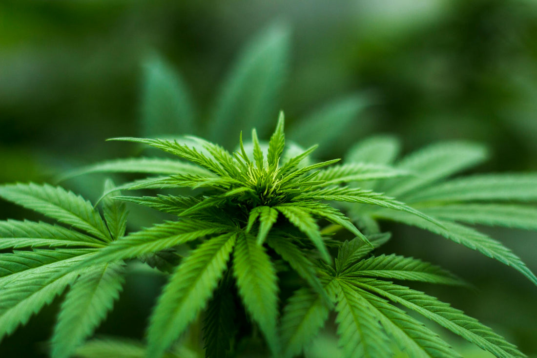 Comment distinguer le cannabis indica et sativa ?