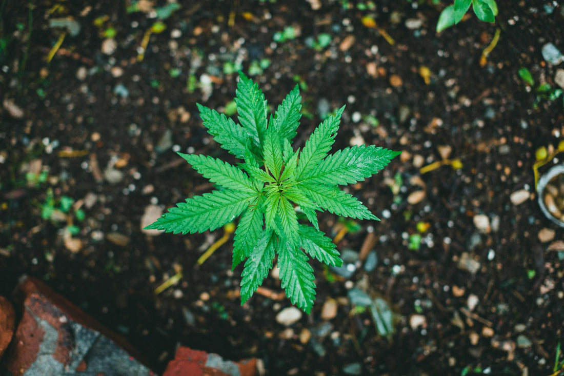 L’Influence du Terroir sur les Arômes du CBD : une approche de connaisseur
