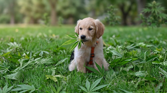 Comment doser le CBD pour un chien de 10 kg ? Guide pratique et conseils