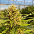Fleurs de CBD