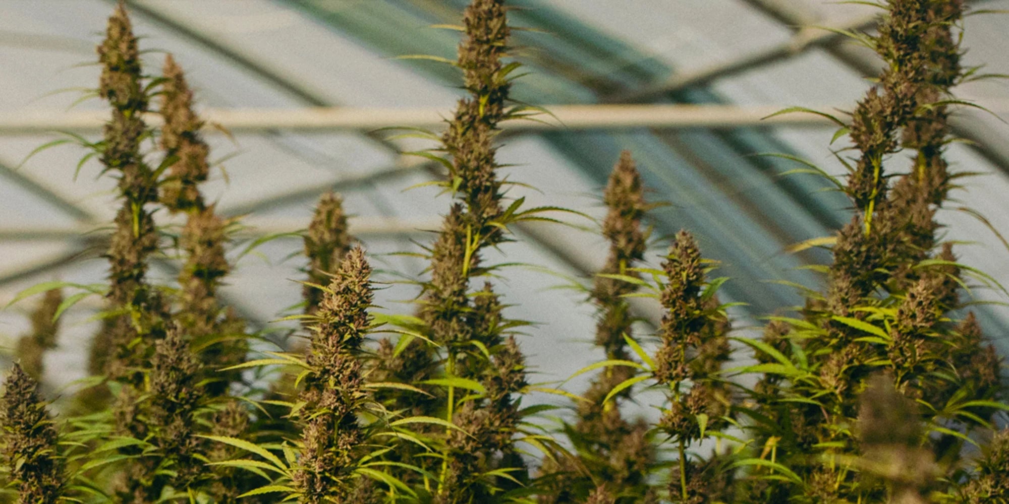 Fleurs de CBD 100% biologiques