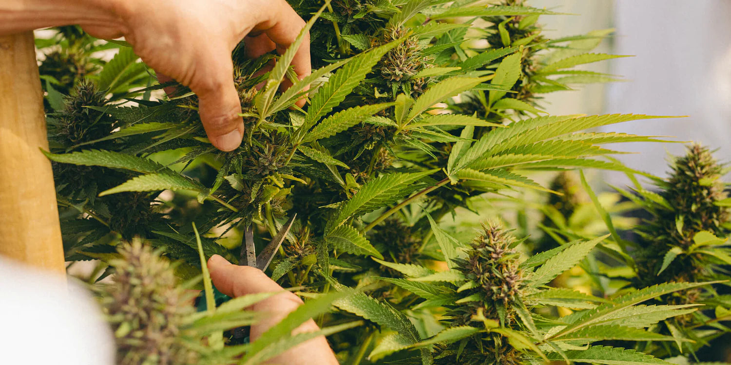 Producteur de CBD en Provence depuis 2018