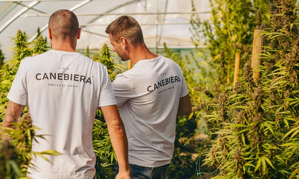 Affiliation CBD - Canebiera