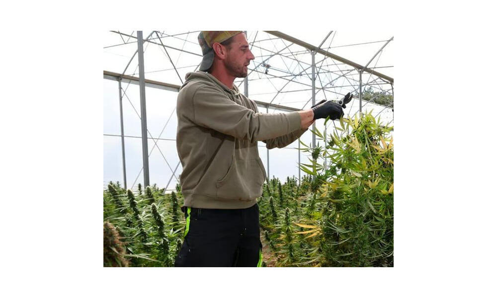 CBG : la cellule souche des cannabinoïdes à découvrir