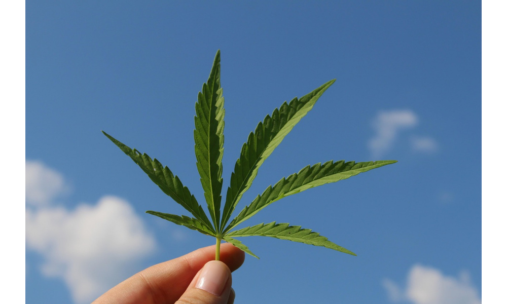 CBN : le cannabinoïde du sommeil profond au cœur de notre expertise