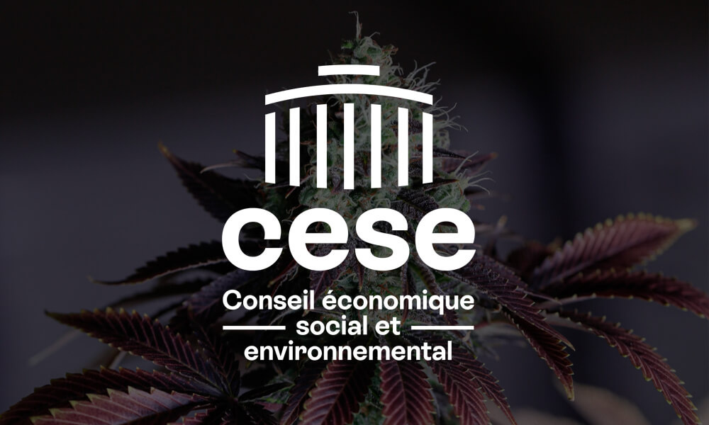 Cannabis : Le CESE préconise la légalisation en France