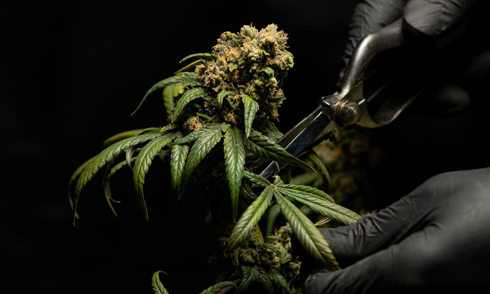 Cannabis médical : Vers un report de la législation ?