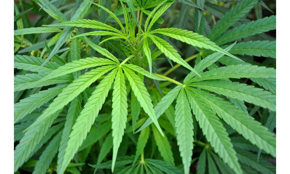 Bubble hash : guide complet pour maîtriser l’extraction à l’eau glacée