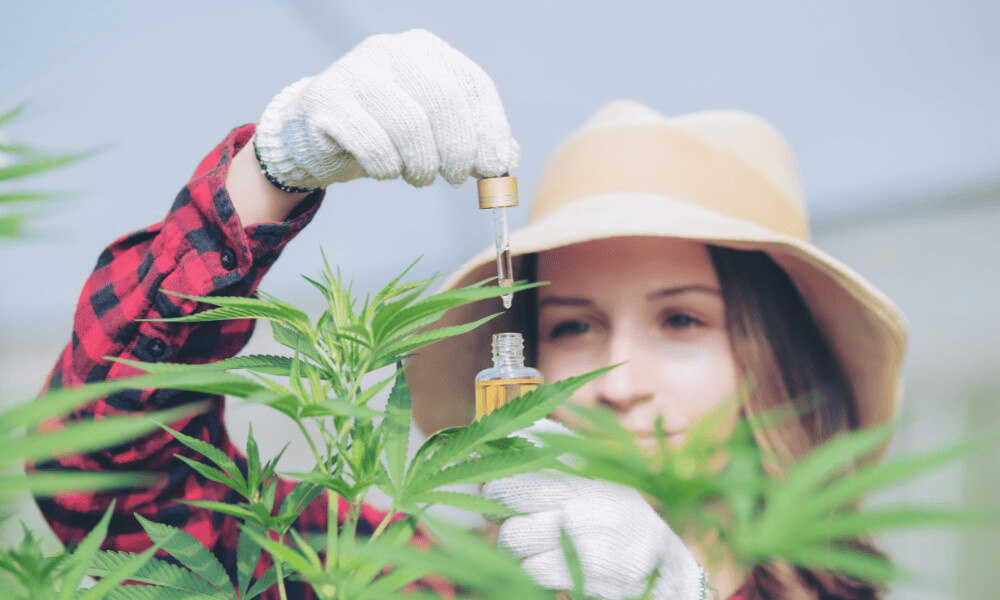 Quand Récolter le Cannabis sans Loupe : Guide Pratique pour une Récolte Réussie