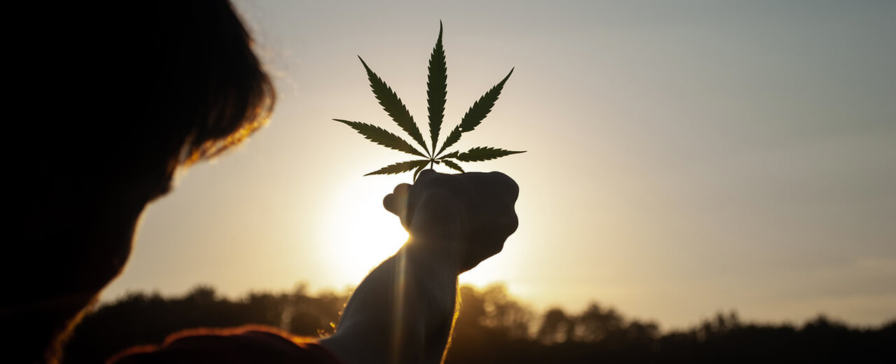 Cannabis récréatif : une consultation citoyenne à venir 